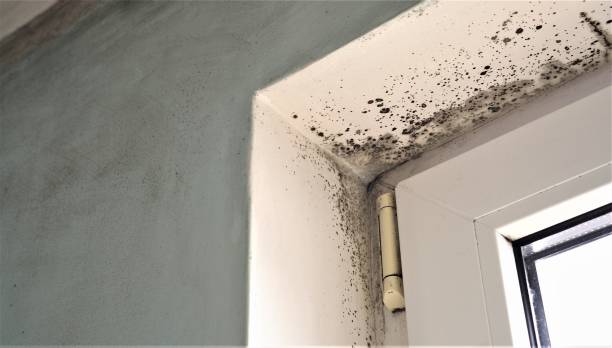 Best Dehumidification Services  in Grapevine, TX