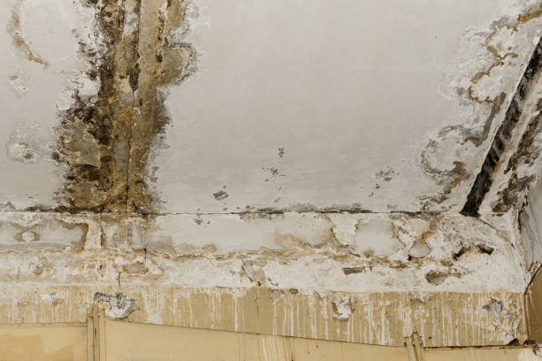 Best Airborne Mold Testing  in Grapevine, TX