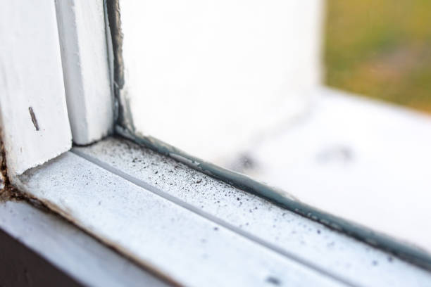 Best Biohazard Mold Removal  in Grapevine, TX
