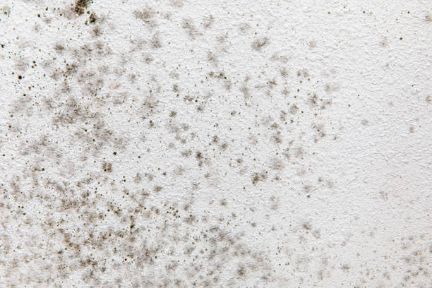 Best Air Quality Testing for Mold Spores  in Grapevine, TX