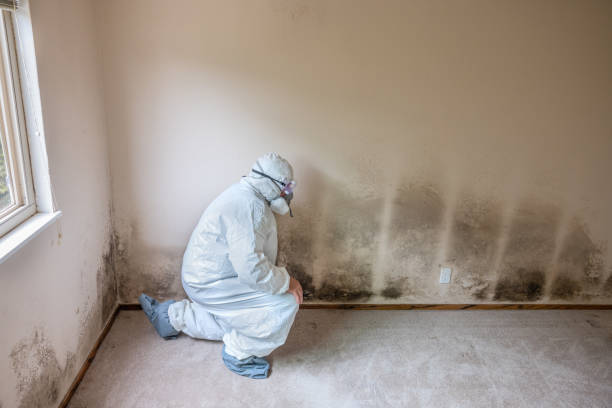  Grapevine, TX Mold Removal Pros