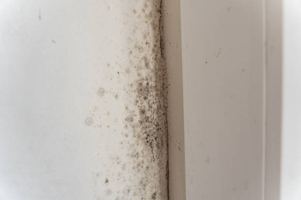 Best Biohazard Mold Removal  in Grapevine, TX